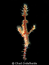 My donation to the many Ghost Pipefish photos. Canon A640... by Chad Ordelheide 